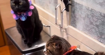 戸棚の前に座っていた『2匹の猫』→扉を開けようとすると…まさかの行動に「笑いすぎて涙が出た」「かわいい困ったちゃんｗ」と反響