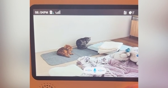 部屋でくつろぐ2匹の猫→ベビーモニター越しに『声をかけてみた』結果…まさかの反応が147万再生「姿勢正してて草」「ニョキッｗ」と爆笑