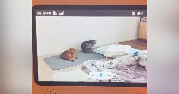 部屋でくつろぐ2匹の猫→ベビーモニター越しに『声をかけてみた』結果…まさかの反応が147万再生「姿勢正してて草」「ニョキッｗ」と爆笑