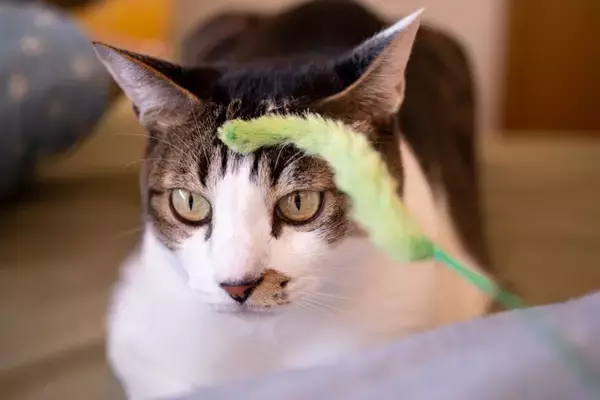 猫が『もう遊びたくない』と伝えているサイン5つ　切り上げるベストタイミングや見極め方も解説