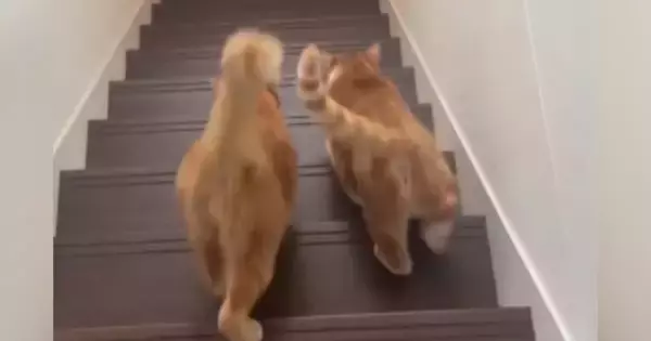 仲良く一緒に階段を下りる2匹の猫→後ろから見ていると…自然と笑みがこぼれる『尊い光景』に「可愛すぎたｗ」「たまらにゃい」の声