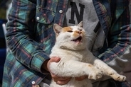 猫が『抱っこを嫌がる』ときの原因5つ　拒んでいるサインや正しい抱き方まで解説
