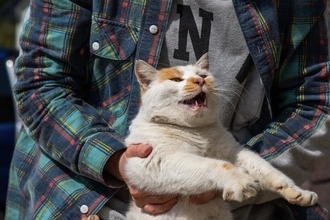 猫が『抱っこを嫌がる』ときの原因5つ　拒んでいるサインや正しい抱き方まで解説