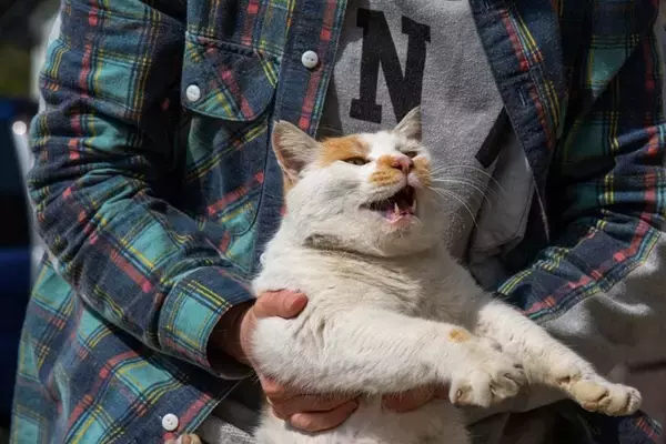 猫が『抱っこを嫌がる』ときの原因5つ　拒んでいるサインや正しい抱き方まで解説