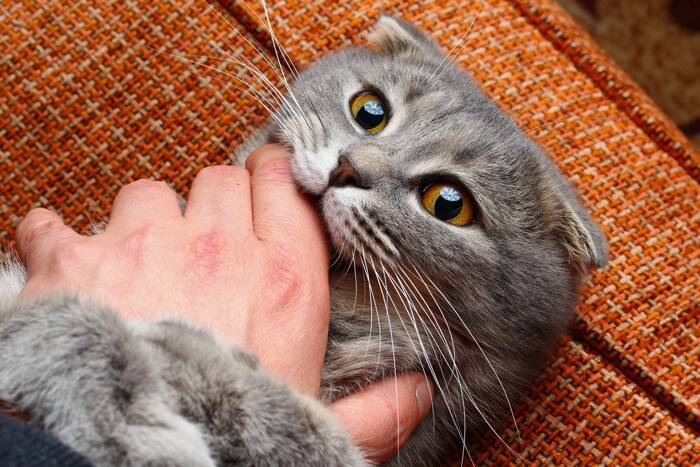 猫が『抱っこを嫌がる』ときの原因5つ　拒んでいるサインや正しい抱き方まで解説