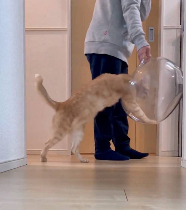 金魚鉢を片付けようとしたら、猫が…まさかの『コントのようなやり取り』が面白すぎると430万表示「シュールだねｗ」「目線がじわるｗ」