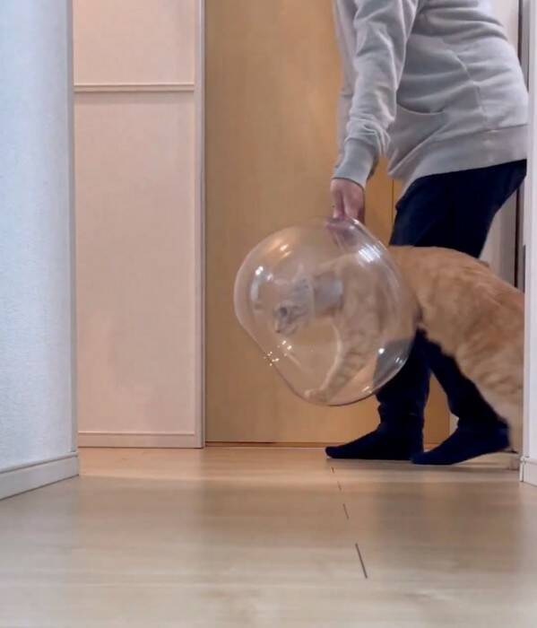 金魚鉢を片付けようとしたら、猫が…まさかの『コントのようなやり取り』が面白すぎると430万表示「シュールだねｗ」「目線がじわるｗ」