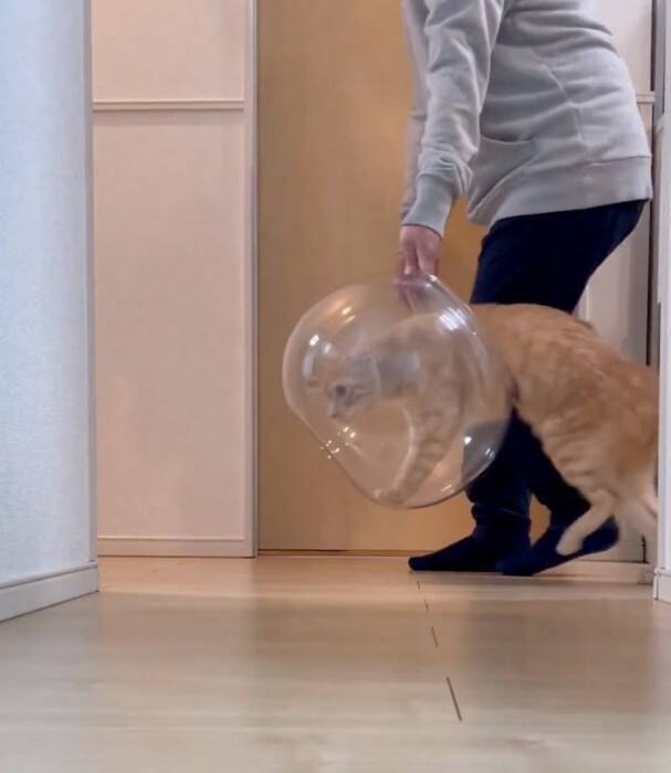 金魚鉢を片付けようとしたら、猫が…まさかの『コントのようなやり取り』が面白すぎると430万表示「シュールだねｗ」「目線がじわるｗ」