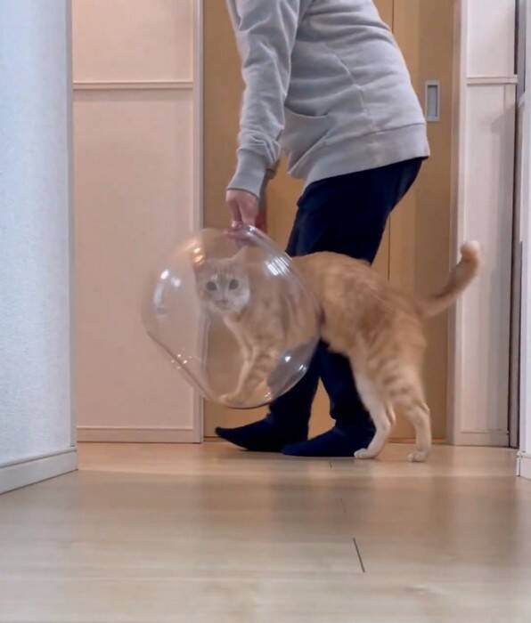 金魚鉢を片付けようとしたら、猫が…まさかの『コントのようなやり取り』が面白すぎると430万表示「シュールだねｗ」「目線がじわるｗ」