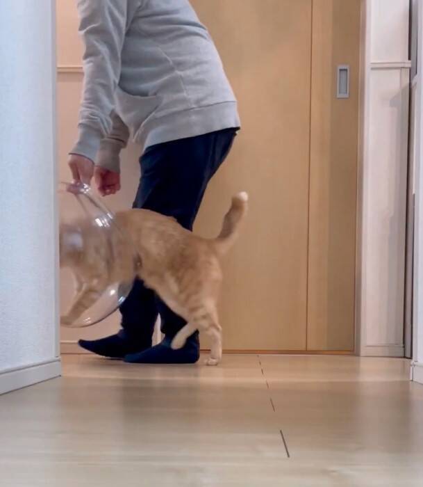 金魚鉢を片付けようとしたら、猫が…まさかの『コントのようなやり取り』が面白すぎると430万表示「シュールだねｗ」「目線がじわるｗ」