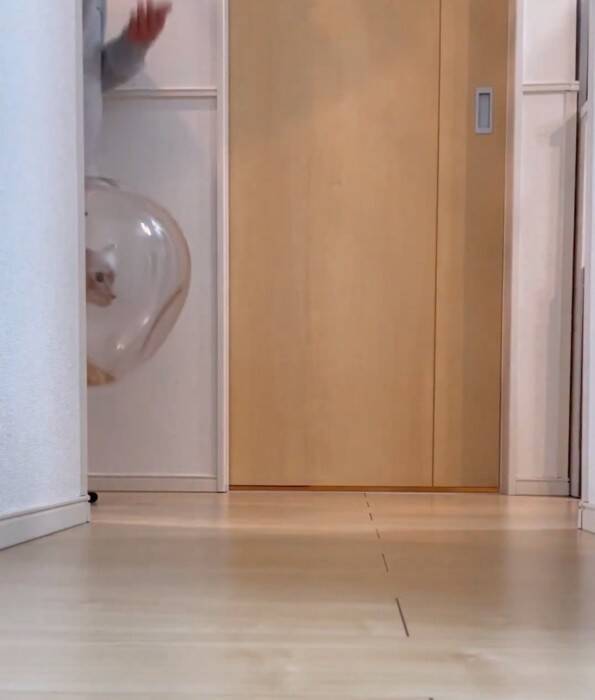 金魚鉢を片付けようとしたら、猫が…まさかの『コントのようなやり取り』が面白すぎると430万表示「シュールだねｗ」「目線がじわるｗ」