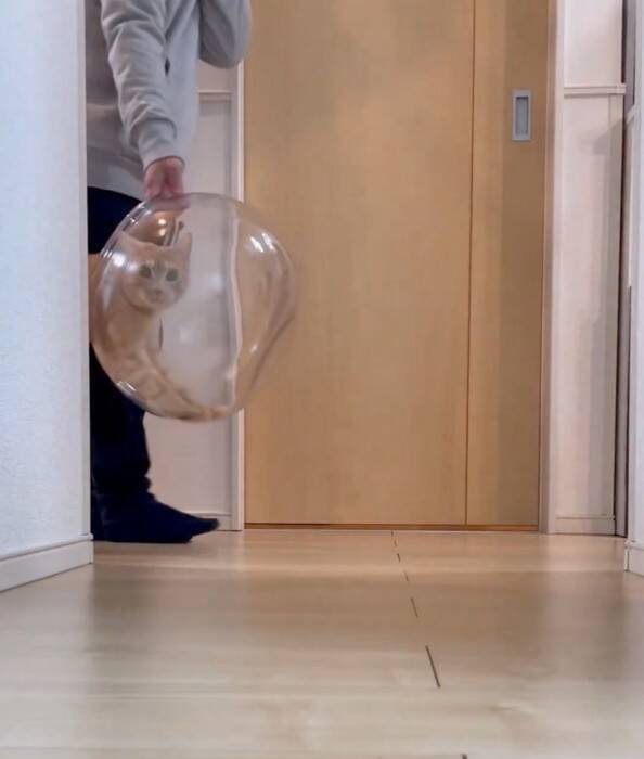 金魚鉢を片付けようとしたら、猫が…まさかの『コントのようなやり取り』が面白すぎると430万表示「シュールだねｗ」「目線がじわるｗ」