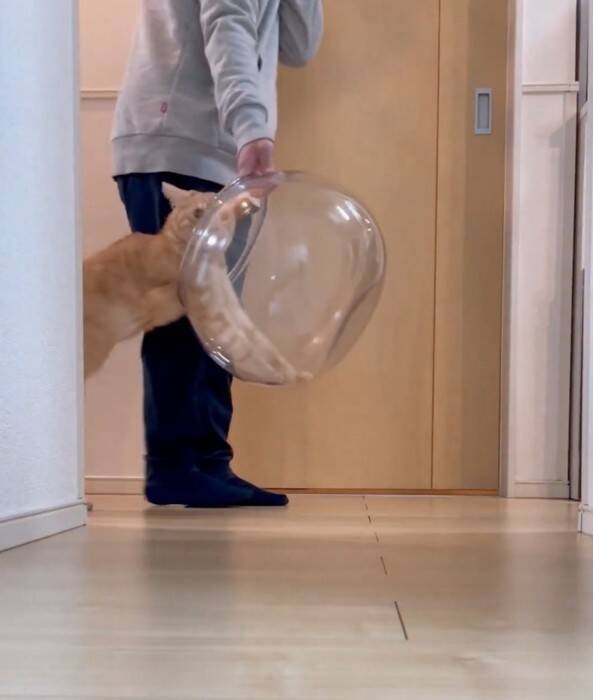 金魚鉢を片付けようとしたら、猫が…まさかの『コントのようなやり取り』が面白すぎると430万表示「シュールだねｗ」「目線がじわるｗ」