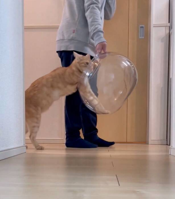 金魚鉢を片付けようとしたら、猫が…まさかの『コントのようなやり取り』が面白すぎると430万表示「シュールだねｗ」「目線がじわるｗ」