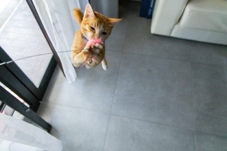 猫が夢中になる『猫じゃらし』を使った遊び方6選　本能をくすぐる上手な活用法とは