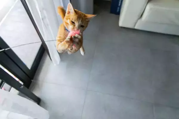 猫が夢中になる『猫じゃらし』を使った遊び方6選　本能をくすぐる上手な活用法とは