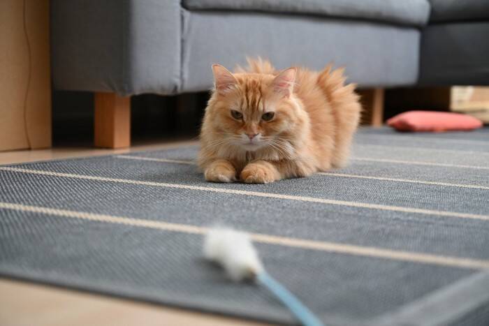 猫が夢中になる『猫じゃらし』を使った遊び方6選　本能をくすぐる上手な活用法とは