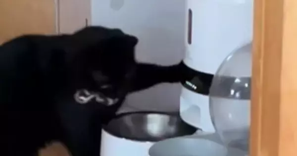 『自動給餌器の前にいた黒猫』を見守っていると…とんでもなく賢い『驚きの行動』に「天才現る」「普通じゃできないｗ」と14万再生