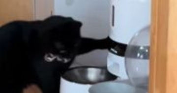 『自動給餌器の前にいた黒猫』を見守っていると…とんでもなく賢い『驚きの行動』に「天才現る」「普通じゃできないｗ」と14万再生
