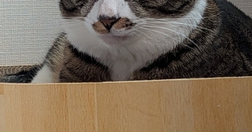 ベッドでダラダラお菓子を食べていたら…猫から向けられた『軽蔑の視線』に２万いいね「かわいいのずるいｗｗ」「本当だｗ」と爆笑の声続出