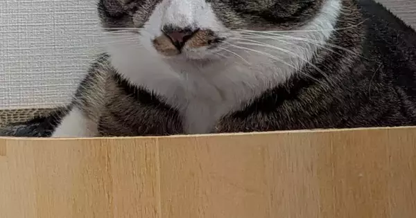 ベッドでダラダラお菓子を食べていたら…猫から向けられた『軽蔑の視線』に２万いいね「かわいいのずるいｗｗ」「本当だｗ」と爆笑の声続出