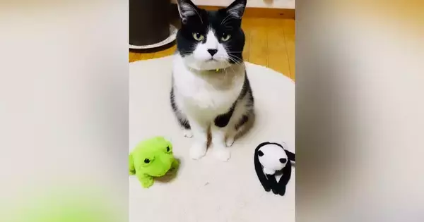 ハチワレ猫に『いいこいいこしてあげて』と伝えると→隣にあった『ぬいぐるみ』に…驚きの光景が85万再生「て、天才だ」「凄すぎる」と話題