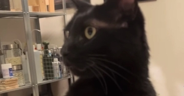 『黒猫に押さえられた腕』を上げてみたパパ→次の瞬間…「まさかの展開によだれ出たｗ」「永遠に見てられるｗ」爆笑必至のやり取りが20万再生