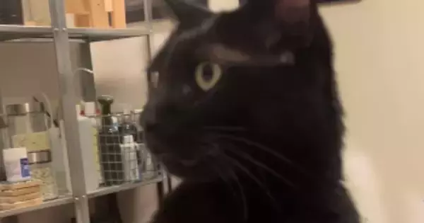 『黒猫に押さえられた腕』を上げてみたパパ→次の瞬間…「まさかの展開によだれ出たｗ」「永遠に見てられるｗ」爆笑必至のやり取りが20万再生