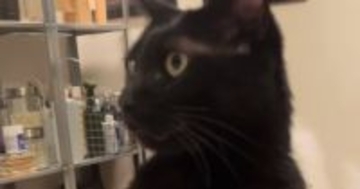 『黒猫に押さえられた腕』を上げてみたパパ→次の瞬間…「まさかの展開によだれ出たｗ」「永遠に見てられるｗ」爆笑必至のやり取りが20万再生