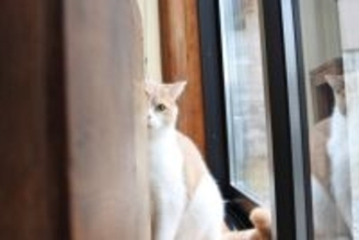 猫が『自分の鼻を舐める』ときの理由4つ　緊張しているサイン？仕草に隠された意味とは