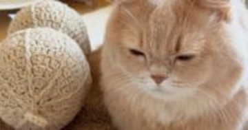 『ピーナッツのぬいぐるみと猫』を並べてみた結果…想像以上に『そっくりすぎるフォルム』に「誰が見たって同じｗ」「形も色も似てて笑った」