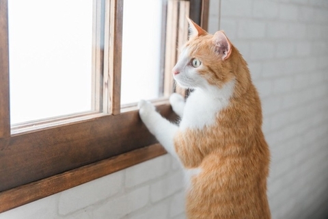 猫の命を脅かす『危険な室内環境』3つ　思わぬ事故のリスクや見直すべきポイント