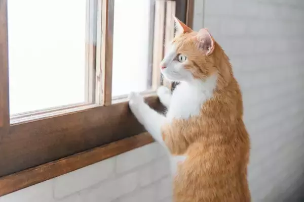 猫の命を脅かす『危険な室内環境』3つ　思わぬ事故のリスクや見直すべきポイント
