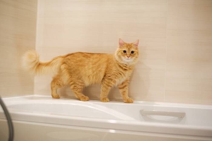 猫の命を脅かす『危険な室内環境』3つ　思わぬ事故のリスクや見直すべきポイント