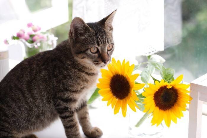 猫が心地よく過ごせる『夏の室内環境』のポイント3つ　暑さを和らげるコツや便利グッズもご紹介