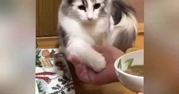 パパから夜食をもらうときに『お手をする猫』→ママも挑戦してみた結果…まさかの対応に「仕方ないなぁー感ｗ」「凄いしかわいいｗ」と反響