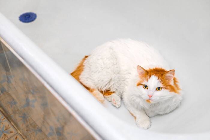 猫が命を落としてしまう『家の中の危険物』5つ　起こりうるトラブルや安全を守るための対策方法