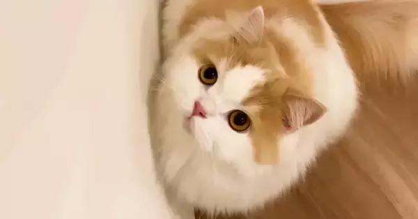 階段ではしゃぐモフモフな猫→上り下りするところを見ていると…可愛すぎる『おしりの動き』が93万再生「けしからん」「なんとも愛おしい」
