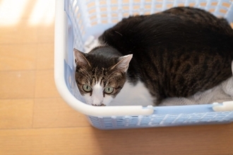 猫が『カゴ』を好んで入りたがる理由4選　居心地がいいの？用意してあげるときの注意点も