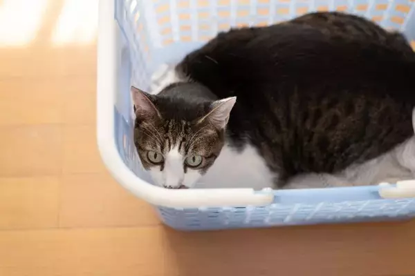 猫が『カゴ』を好んで入りたがる理由4選　居心地がいいの？用意してあげるときの注意点も
