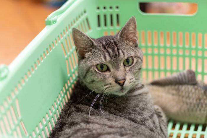 猫が『カゴ』を好んで入りたがる理由4選　居心地がいいの？用意してあげるときの注意点も