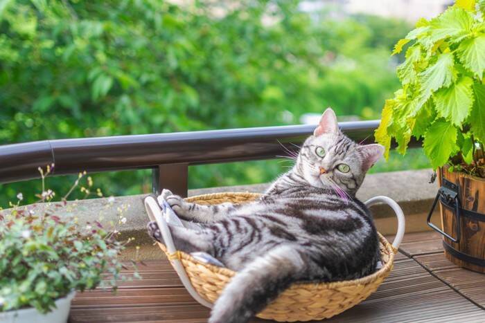 猫が『カゴ』を好んで入りたがる理由4選　居心地がいいの？用意してあげるときの注意点も