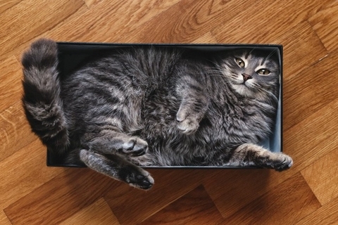 猫にまつわる『イグ・ノーベル賞』の研究2選　ユニークな発想から生まれた発見とは？