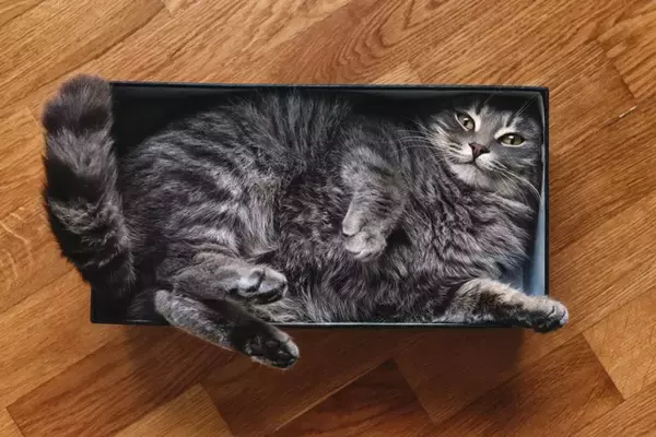 猫にまつわる『イグ・ノーベル賞』の研究2選　ユニークな発想から生まれた発見とは？