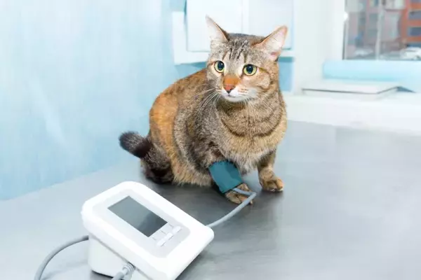 猫が『高血圧』になると表れる症状4つ　シニア猫は特に注意？主な原因や治療法まで解説