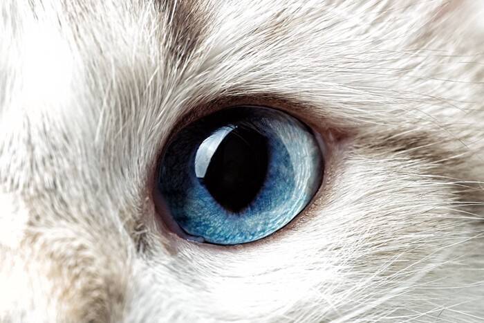 猫が『高血圧』になると表れる症状4つ　シニア猫は特に注意？主な原因や治療法まで解説