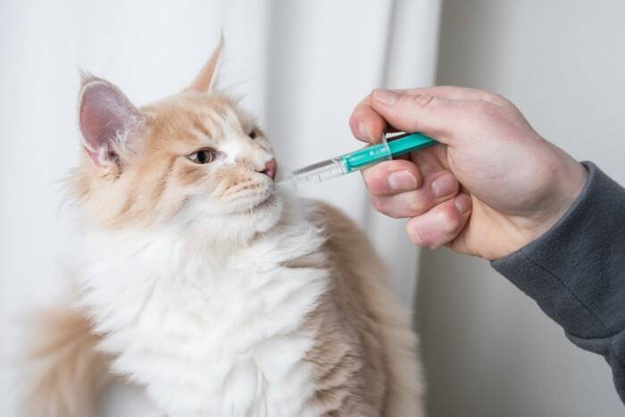 猫が『高血圧』になると表れる症状4つ　シニア猫は特に注意？主な原因や治療法まで解説