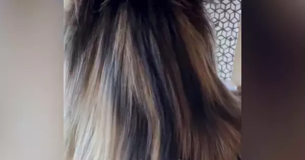 『ロングヘアの女性』かと思いきや…正面から見てみると『まさかの光景』が59万再生「顔を見てキャァ〜となった」「惚れてしまった」