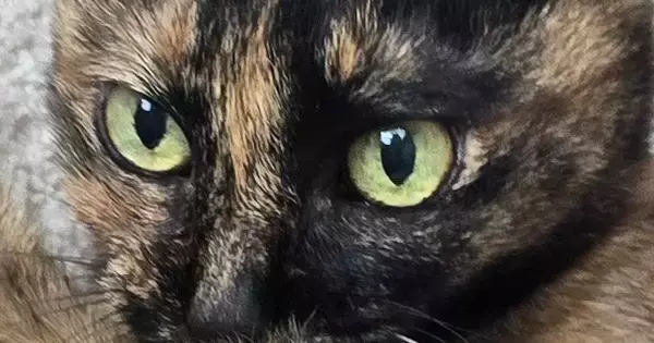 一生懸命『しっぽの毛づくろい』をしていた猫…予想外の『見事なポーズ』に1万3000いいね「芸術点が高すぎる」「キーホルダー欲しい」