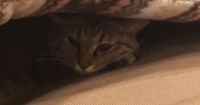 飼い主が仕事中で『構ってもらえなかった猫』…分かりやすく『拗ねる様子』に「人間の子供みたいｗ」「クッソかわええ」と反響